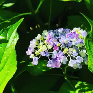 長谷寺の自然(2021年07月14日(水) 16時43分14秒投稿)