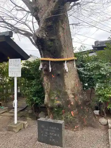 前川神社の自然