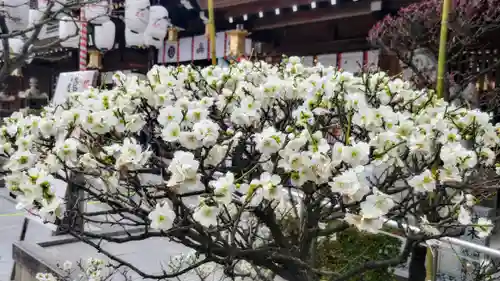 櫛田神社の自然