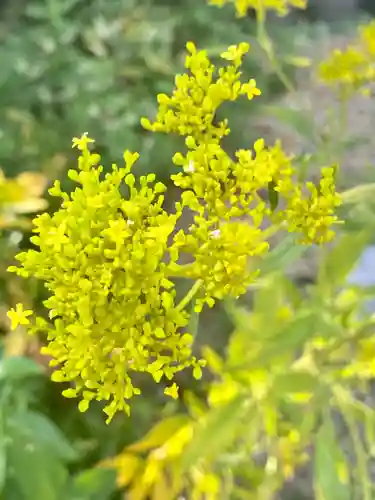 粟嶋堂宗徳寺の自然