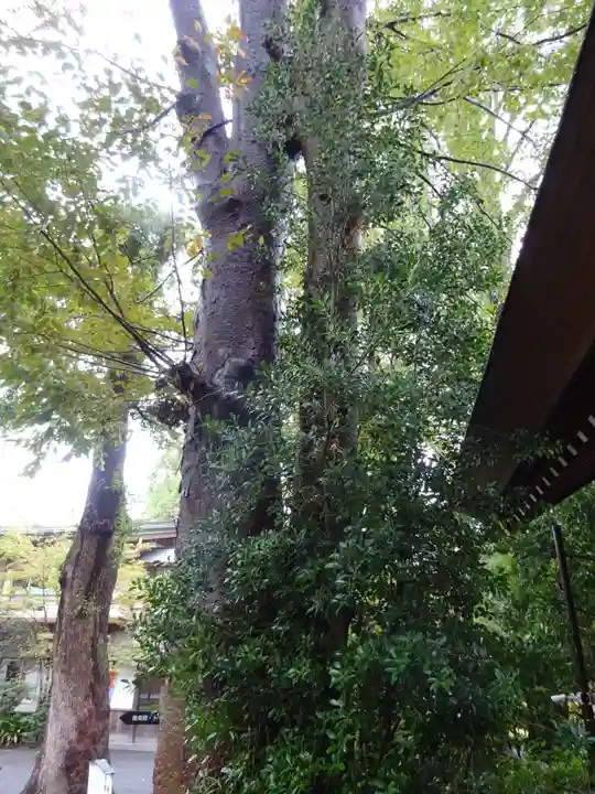 阿佐ヶ谷神明宮の自然