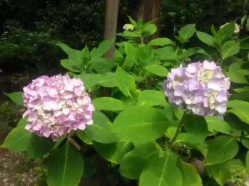 御霊神社の自然