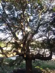 愛宕神社の自然