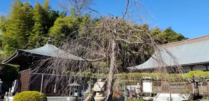 竺園寺(千葉県)