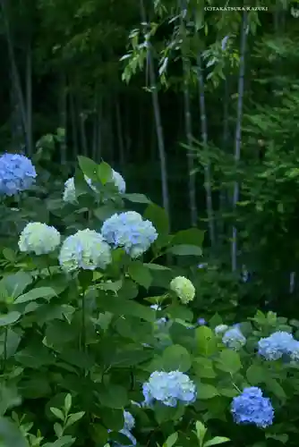 明月院(神奈川県)
