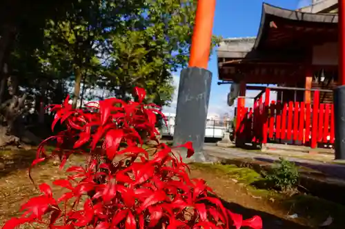 新日吉神宮の自然