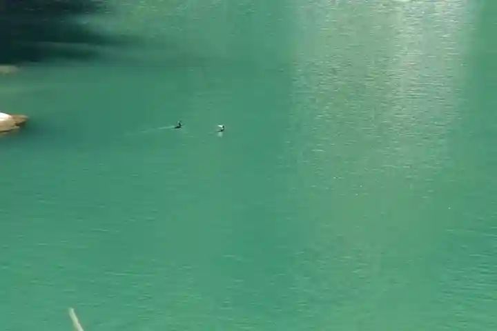 浄見原神社の動物