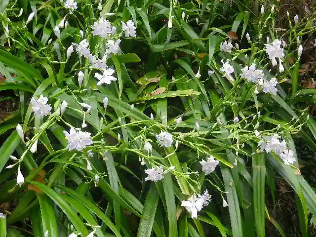 荏柄天神社の自然