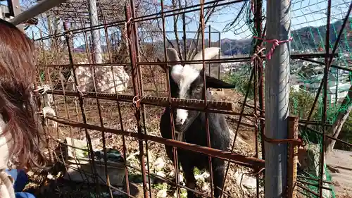 賀茂別雷神社の動物