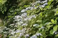 日枝神社の自然