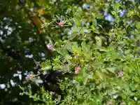 龍眼寺(萩寺)の自然