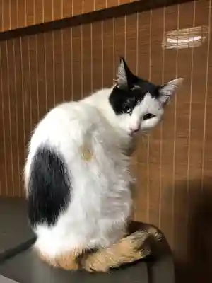 愛宕神社の動物