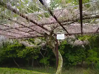 和氣神社(和気神社)の自然