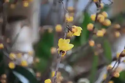 高司神社〜むすびの神の鎮まる社〜の手水舎