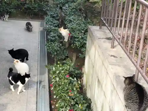 石切劔箭神社の動物