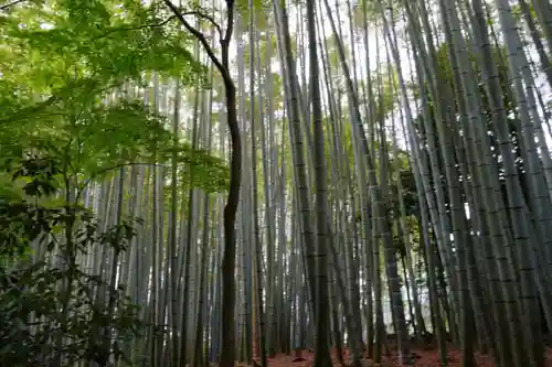 地蔵院(京都府)