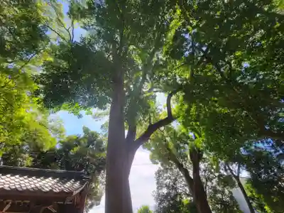 日招八幡大神社の自然