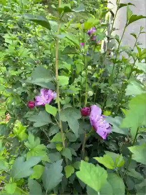 戸塚山 泉養院 置賜三十三番札所(山形県)