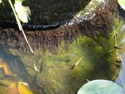 横浜御嶽神社の動物
