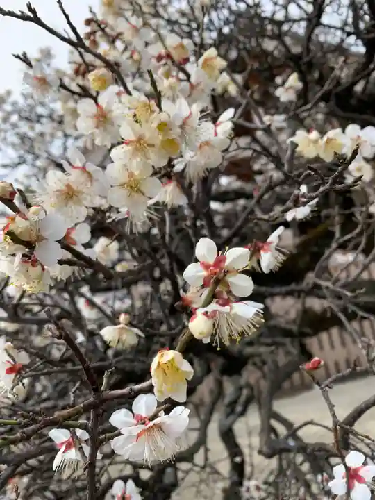 聖護院門跡の自然