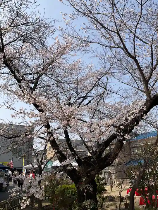 墨染寺(桜寺)(京都府)