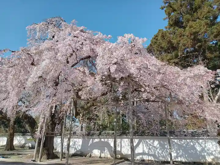 醍醐寺(京都府)