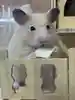 椎名こはく