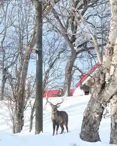 釧路一之宮 厳島神社(北海道)(2025年02月20日(木) 10時33分46秒投稿)