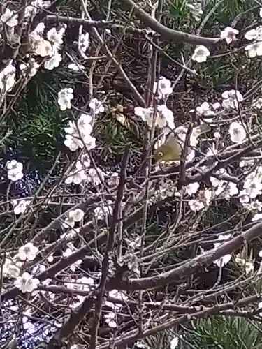 安國論寺（安国論寺）の自然