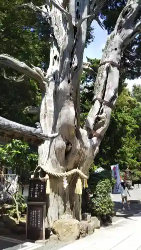 伊古奈比咩命神社の自然