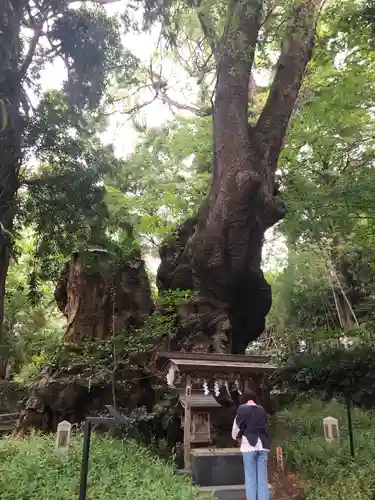 來宮神社の自然