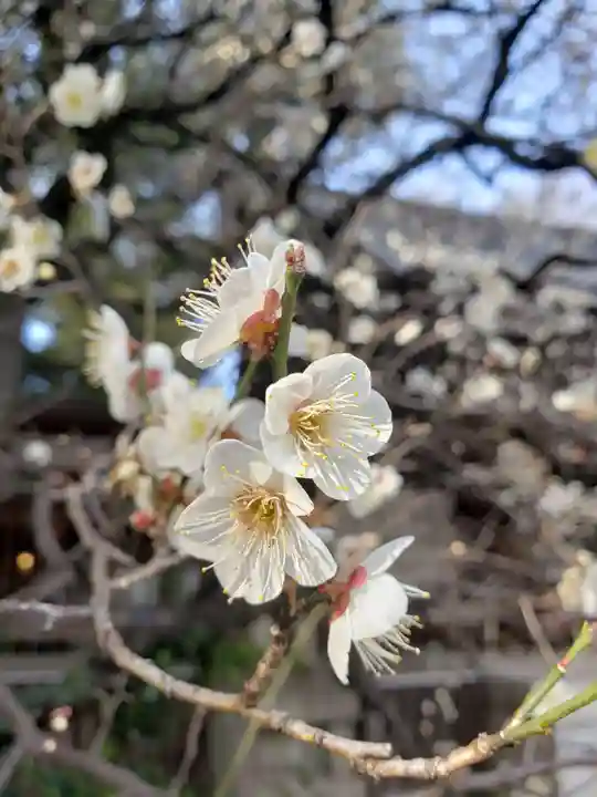 乃木神社の自然