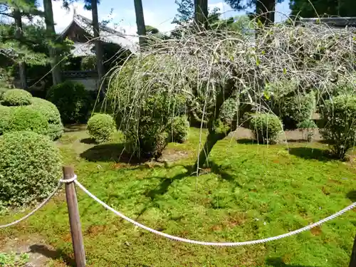 國分寺の庭園