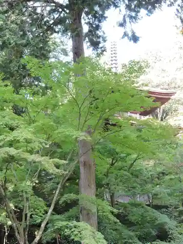 金剛輪寺の自然