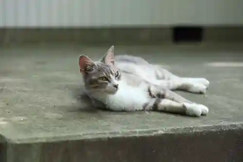 玉野御嶽神社の動物