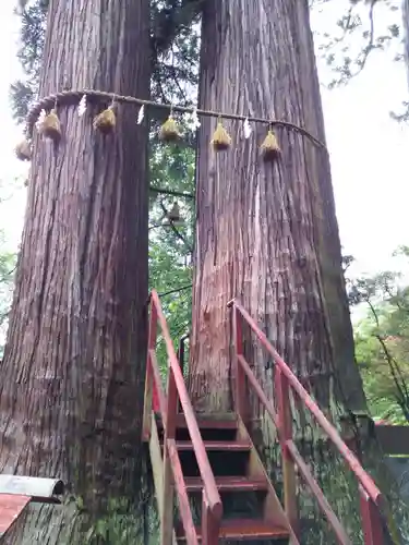 日枝神社の自然