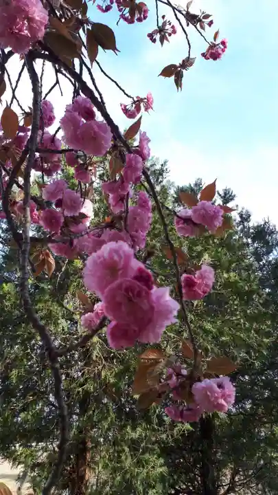 高司神社〜むすびの神の鎮まる社〜の自然