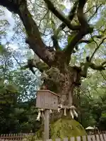 熱田神宮の自然