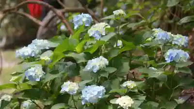 岡寺(龍蓋寺)(奈良県)