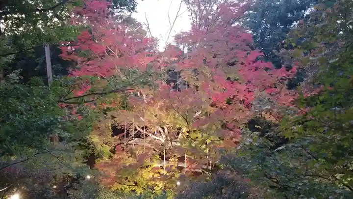 北野天満宮の自然