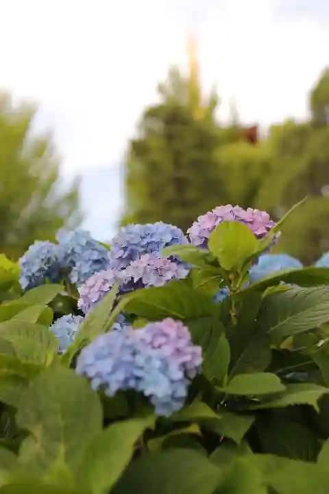 高幡不動尊 金剛寺の自然