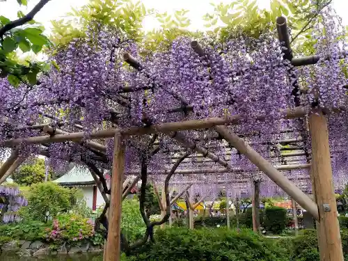 亀戸天神社の庭園