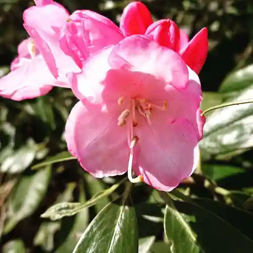 壽徳寺 じゅとくじの自然