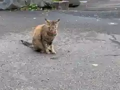 御誕生寺（猫寺）の動物