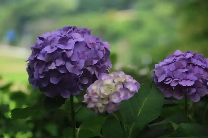 長屋神社の庭園