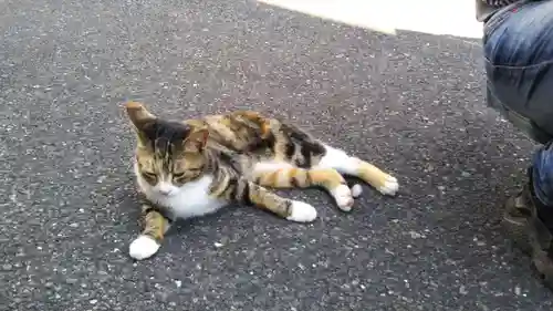 遠野郷八幡宮の動物
