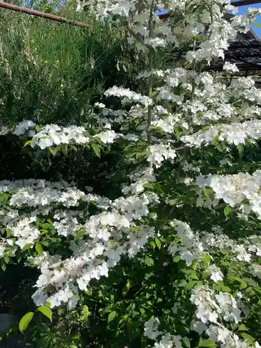 金剛寺(奈良県)