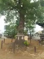 龍泉寺(足利厄除大師)(栃木県)