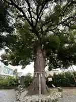 金鑚神社(埼玉県)
