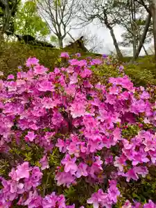 本輪西八幡神社の自然(2023年05月08日(月) 21時50分14秒投稿)